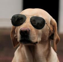 The big light of sunglass